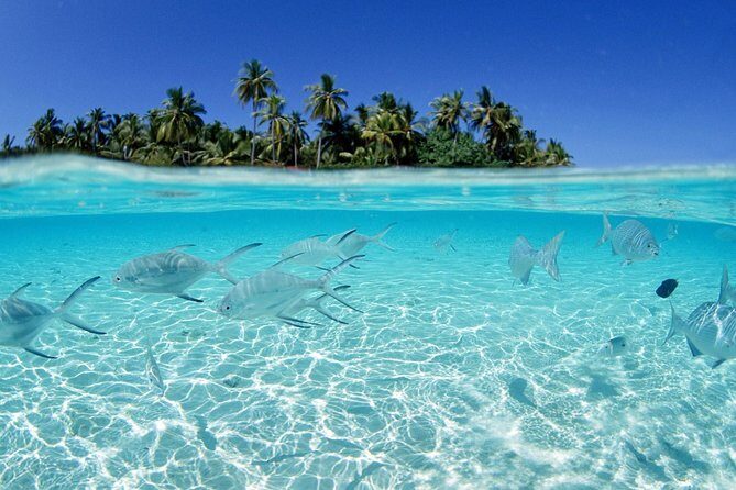 Saona Island Day Tour - Final Thoughts: Is This Tour Worth Your Time?
