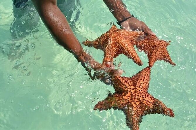 Saona Island Day Trip From Punta Cana with Lunch and Open Bar - Authentic Experiences & Traveler Opinions