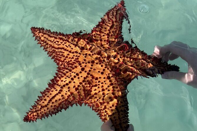 Saona Island Day Trip From Punta Cana with Lunch and Open Bar - The Sum Up