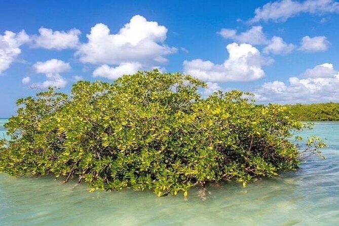 Saona Island Full-Day Tour with Lunch from Punta Cana - The Sum Up