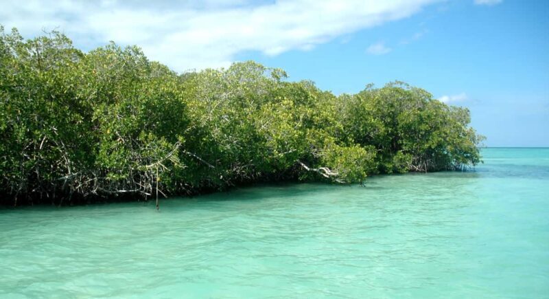 Saona Island: Small Group Virgin Beaches Cruise Day Trip - Who Will Love This Tour?