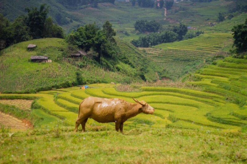 Sapa 3-Day Trekker - An In-Depth Look at the Sapa 3-Day Trek