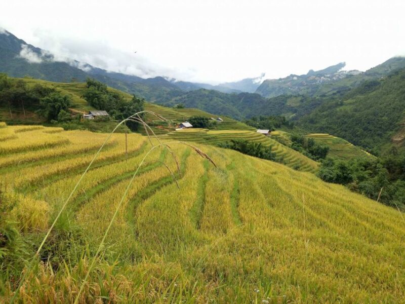 Sapa Bike Tour to Muong Hoa Valley and Local Life Experience - Key Points