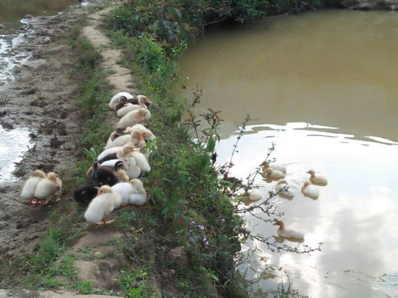 Sapa Bike Tour to Muong Hoa Valley and Local Life Experience - What’s Included and What to Consider