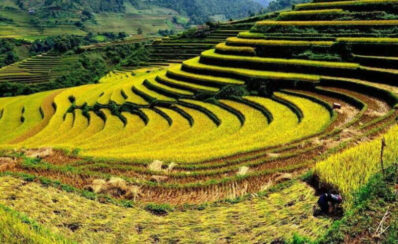 Sapa: Half Day Treck To Visit Y Linh Ho , Lao Chai, Ta Van - An Authentic Journey into Sapa’s Rural Heart