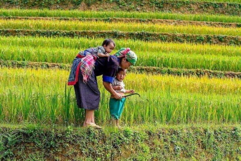 Sapa: Half Day Treck To Visit Y Linh Ho , Lao Chai, Ta Van - FAQs