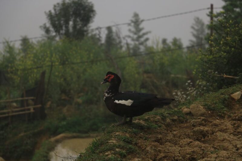 Sapa: Local Exploration on a Guided Motorbike Tour - Pricing and Value