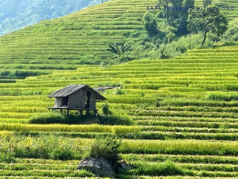 Sapa: Private Muong Hoa Valley and Homestay Trekking 2-Day - A Closer Look at the Itinerary and What You’ll Experience