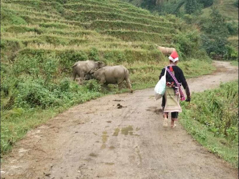 Sapa: Private trek to Muong Hoa Valley - An In-Depth Look at the Sapa Muong Hoa Valley Tour