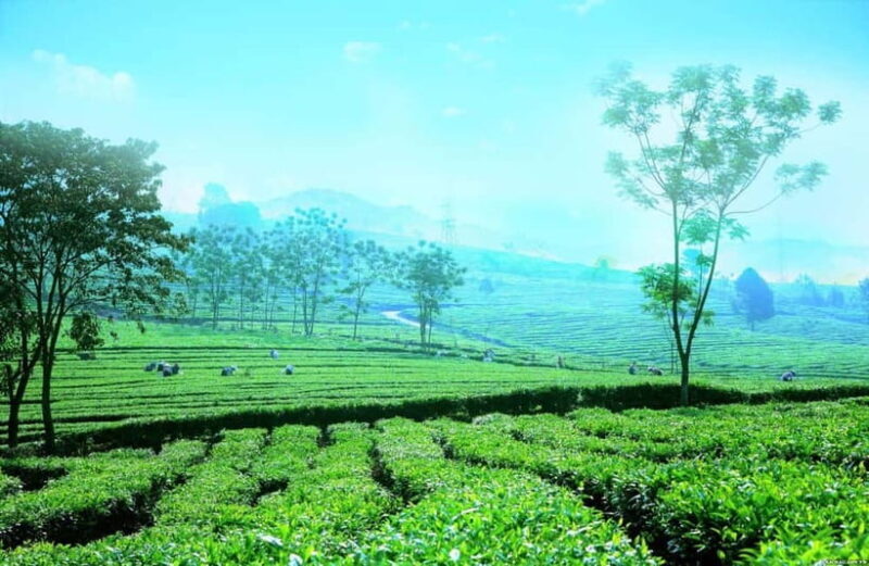 Sapa to Waterfall, Green Tea Farm with motorbike driver - The Itinerary: What to Expect from Start to Finish