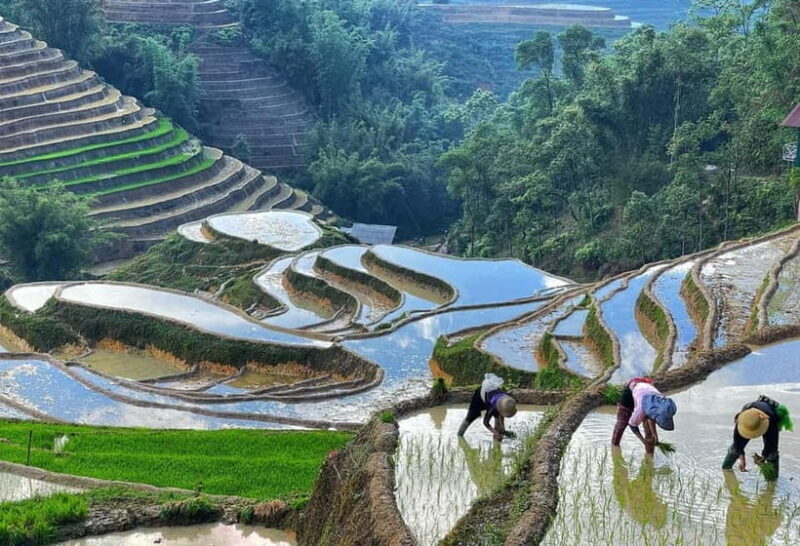 Sapa Trekking Discover Terraced Fields & Ethnic Villages - Authenticity and Traveler Feedback