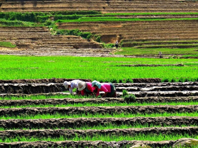 Sapa Trekking Guide Francophone 2 days 1 night - The Value and Who Will Love This Experience