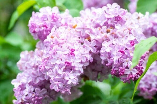 Sapporo Afternoon Walking Tour 2h 30mins - FAQ