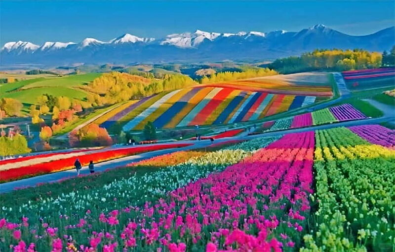 Sapporo: Furano Flower Sea & Biei Blue Pond Tour w/ Pickup - A Journey Through Hokkaido’s Most Photogenic Spots
