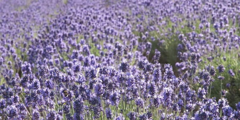 Sapporo: Furano Flower Sea & Biei Blue Pond Tour w/ Pickup - The Sum Up: Is This Tour Right for You?