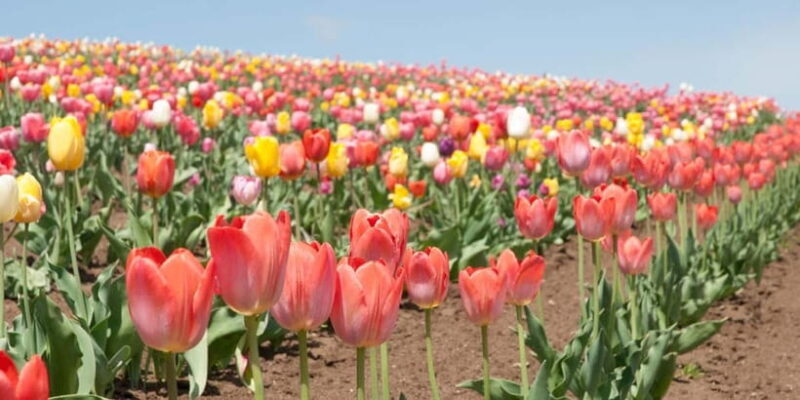 Sapporo: Furano Flower Sea & Biei Blue Pond Tour w/ Pickup - FAQs
