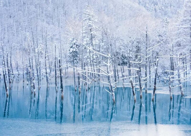 Sapporo: Furano Lavender & Biei Blue Pond Tour with Lunch - Final Tips
