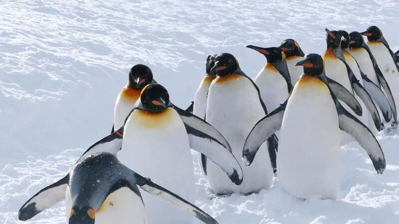 Sapporo Winter : Asahiyama Zoo (Penguin Fun & Snowmobile) - Introduction