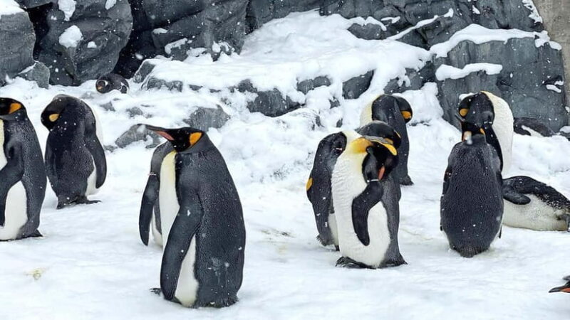 Sapporo Winter : Asahiyama Zoo (Penguin Fun & Snowmobile) - Key Points
