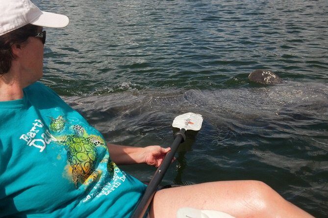 Sarasota Guided Mangrove Tunnel Kayak Tour - Key Points