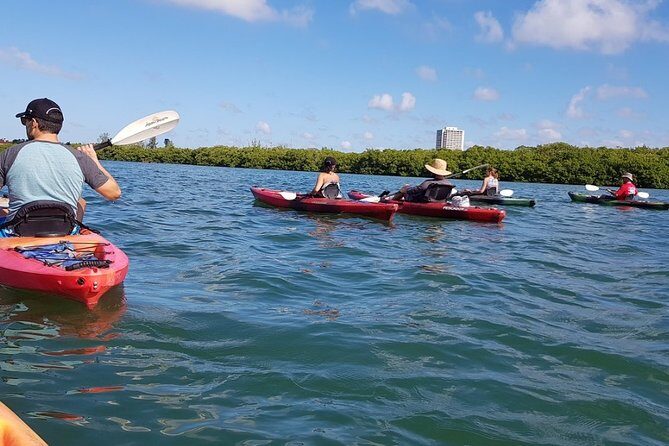 Sarasota Guided Mangrove Tunnel Kayak Tour - Real Experiences from Travelers