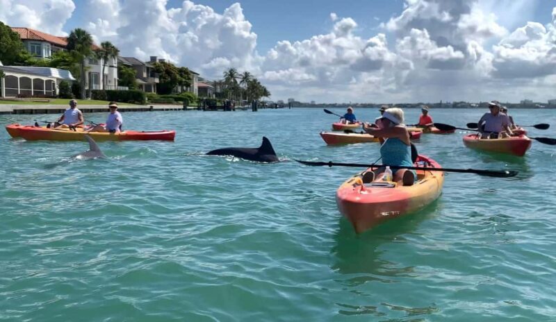 Sarasota: Guided Mangrove Tunnel Kayak Tour Lido Key - Authentic Experiences and Visitor Impressions
