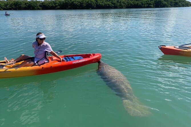 Sarasota Mangrove Tunnel Guided Kayak Adventure - Final Thoughts