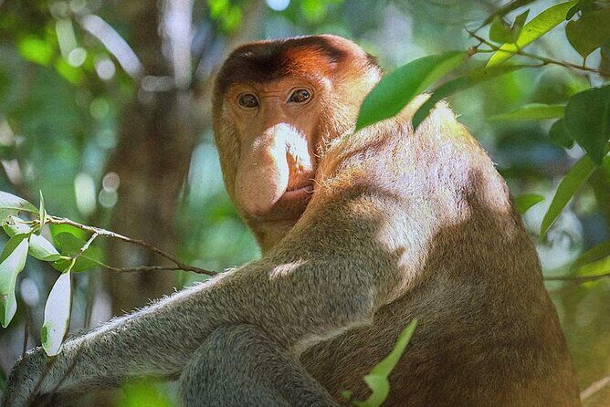 Sarawak Bako National Park Tour : Rainforest Flora & Fauna - Why You’ll Love This Tour