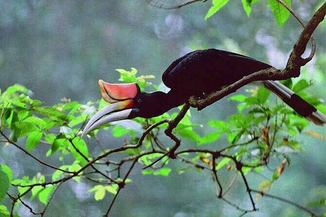 Sarawak Bako National Park Tour : Rainforest Flora & Fauna - Who Should Consider This Tour?