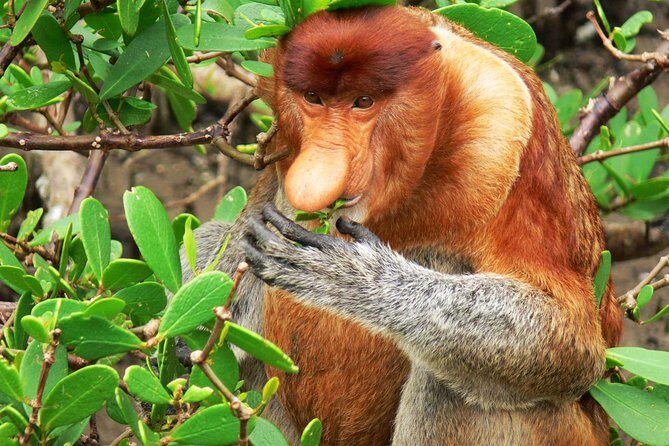 Sarawak Bako National Park Tour : Rainforest Flora & Fauna - Final Thoughts