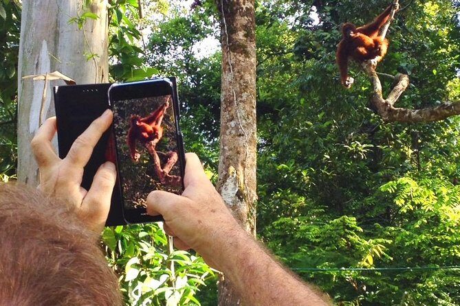 Sarawak Orangutan Semenggoh Wildlife Centre Tour - FAQ