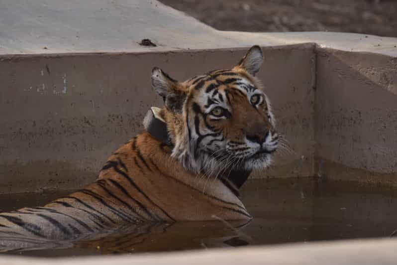 Sariska : Private Guided Tiger Safari in Gypsy - Sariska: Private Guided Tiger Safari in Gypsy – An Authentic Wildlife Adventure in Rajasthan