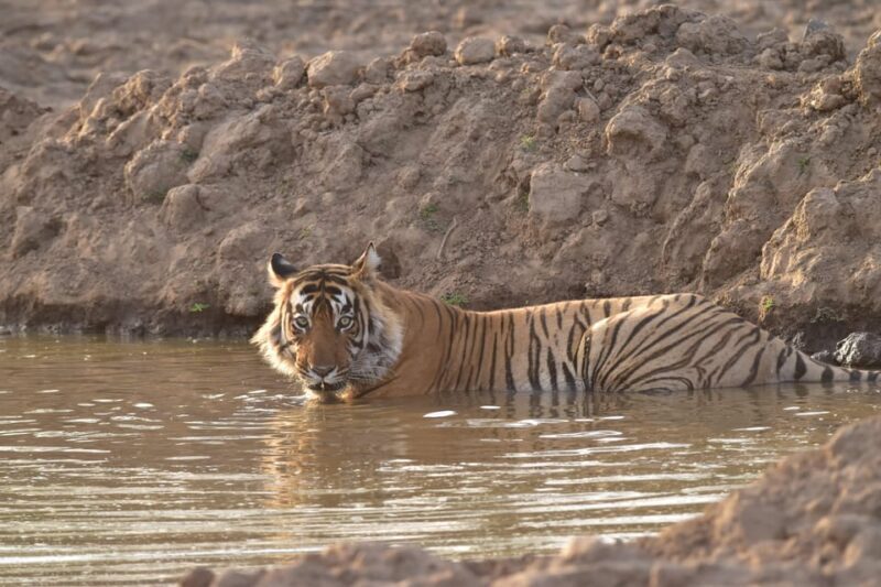 Sariska : Private Guided Tiger Safari in Gypsy - The Itinerary: A Closer Look