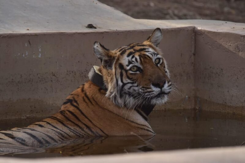 Sariska : Private Guided Tiger Safari in Gypsy - Why This Safari Works for You