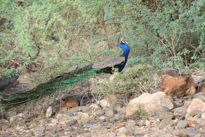 Sariska Tiger Reserve Assistance for Gypsy Private Safari Tickets - An In-Depth Look at the Sariska Safari Experience