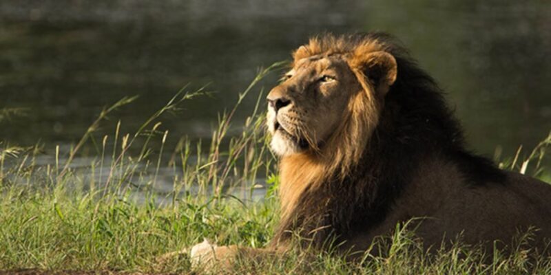 Sasan Gir: Devalia Park Safari with Skip-the-Line Access - Practical Tips for Visitors