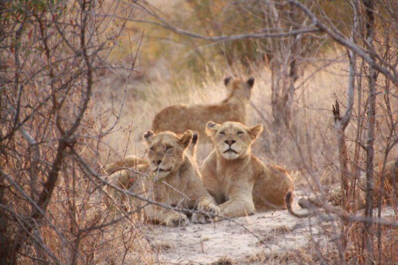 Sasan Gir: Devalia Park Safari with Skip-the-Line Access - The Sum Up