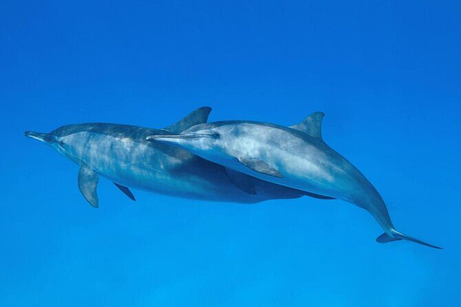 Sataya Dolphin House Boat Trip in Marsa Alam - The Value of This Experience