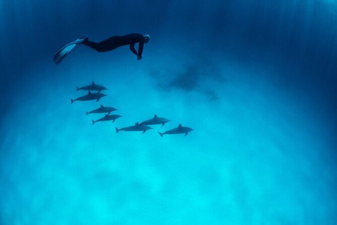 Sataya Dolphin House Boat Trip in Marsa Alam - Who Will Enjoy This Tour?