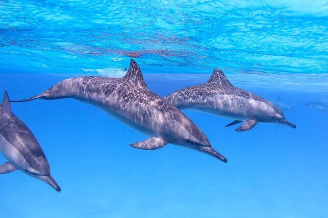 Sataya Dolphin House Boat Trip in Marsa Alam - The Sum Up