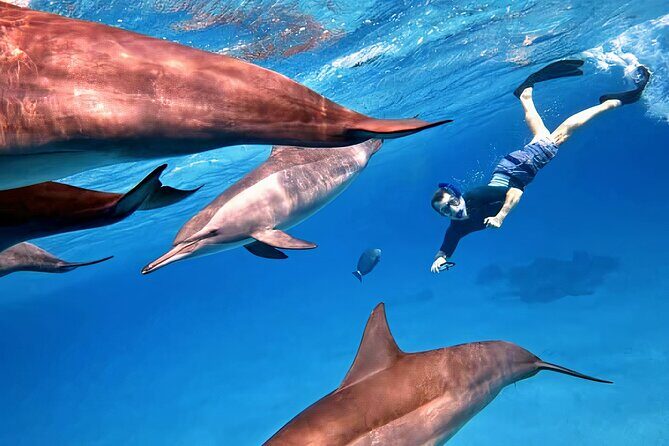 Sataya Dolphin House Snorkel Trip - Marsa Alam - Detailed Review of the Experience