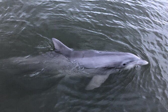 Savannah Coastal Dolphin Eco Tour - The Sum Up: Who Should Consider This Tour?