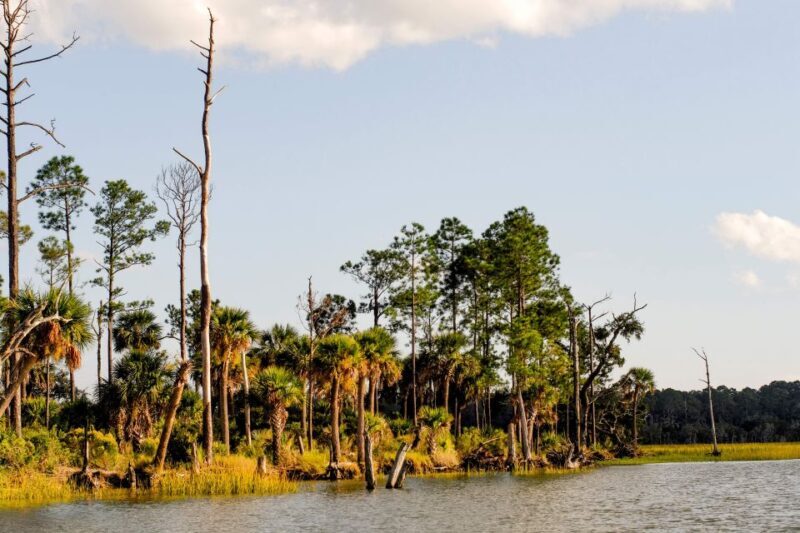 Savannah: Dolphin Spotting and Wildlife Eco Cruise - What to Expect on the Dolphin Eco Tour