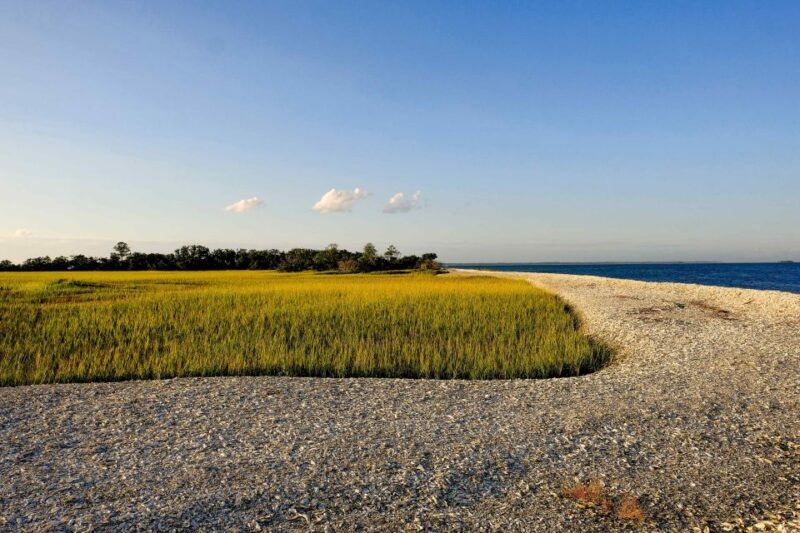 Savannah: Dolphin Spotting and Wildlife Eco Cruise - The Sum Up