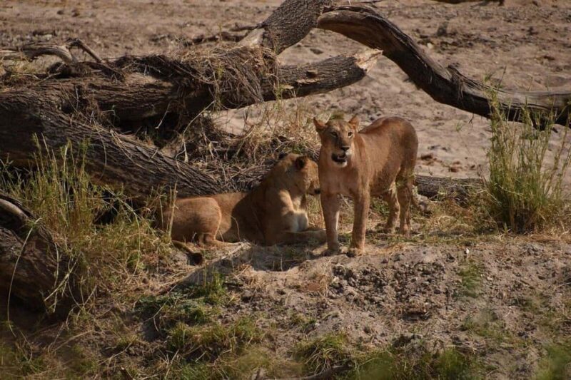 Savannah Explorer Big Five - FAQ