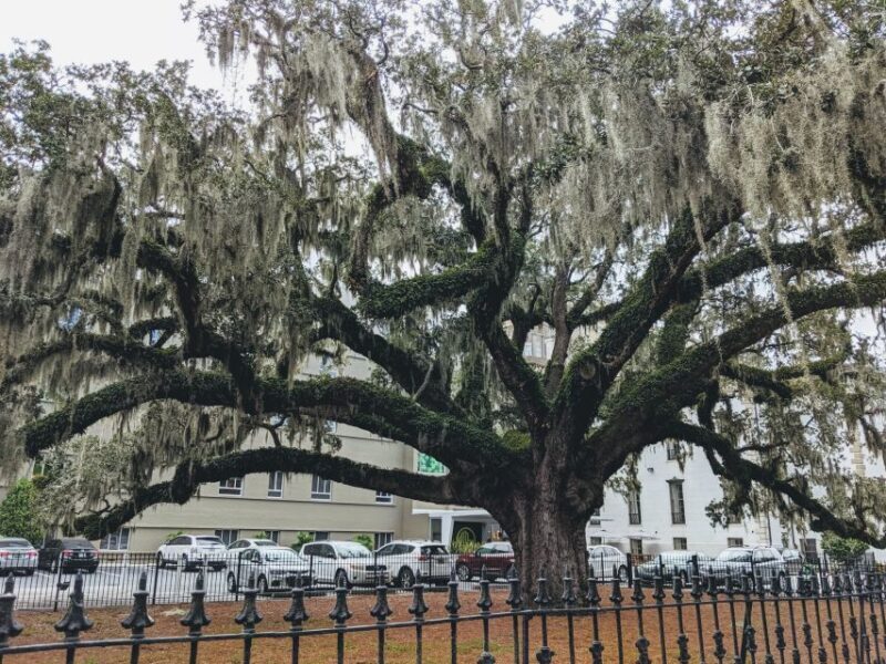 Savannah: Historic District, Islands & more VIP Private Tour - FAQ