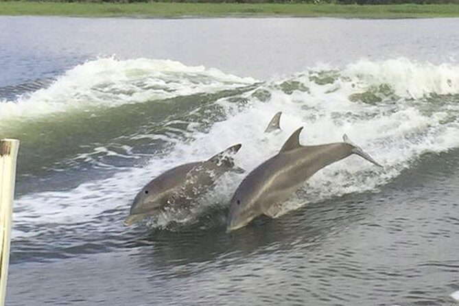 Savannah to Tybee Island with Dolphin Cruise - What Could Be Better?