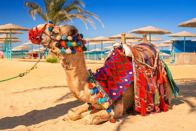 Savor Nubian Cuisine: Lunch or Dinner in a Local Village - Who Should Consider This Tour?