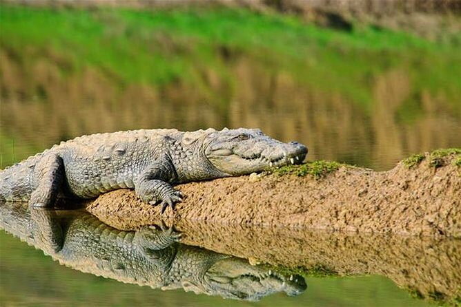 Sawai Madhopur: Private Chambal Crocodile Safari All-Inclusive - An In-Depth Look at the Chambal Crocodile Safari Experience