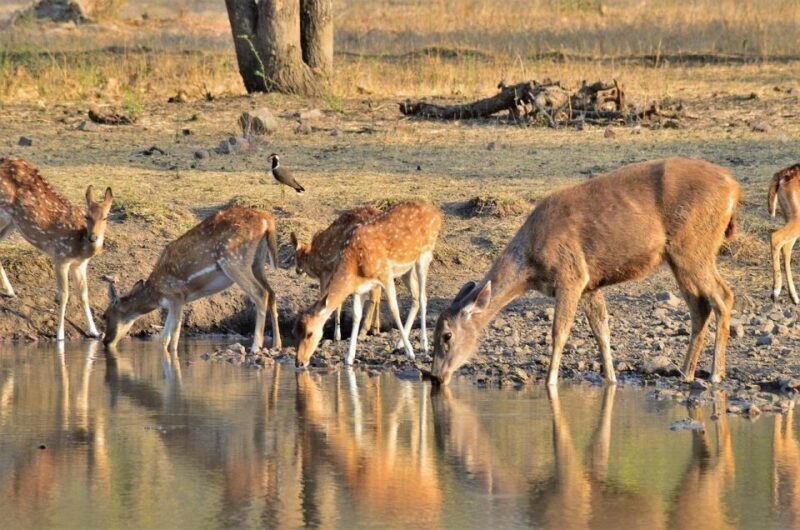 Sawai Madhopur: Ranthambore Guided Safari Trip - Exploring the Ranthambore Safari Experience
